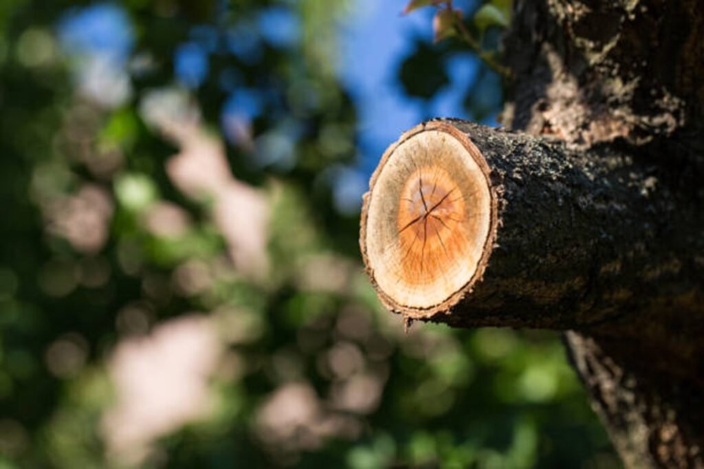 Freshly pruned tree branch showing clean, professional cuts made during expert tree trimming and pruning services by Summit Tree Experts