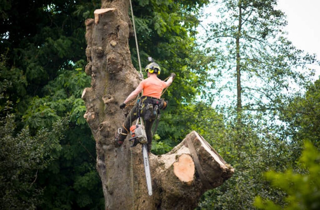 Certified arborist safely removing a large tree using climbing gear and a chainsaw during a residential tree removal project in Arnold, MO.