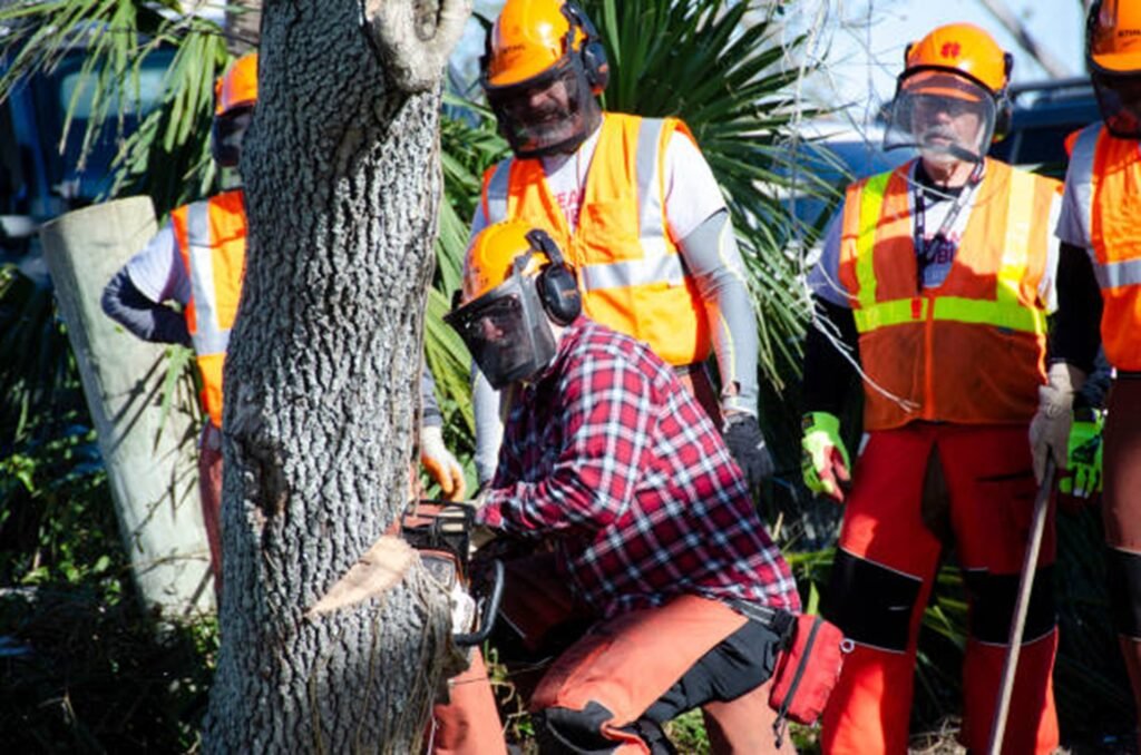 Professional tree removal crew safely cutting down a residential tree using chainsaws and protective safety equipment in Arnold, MO.