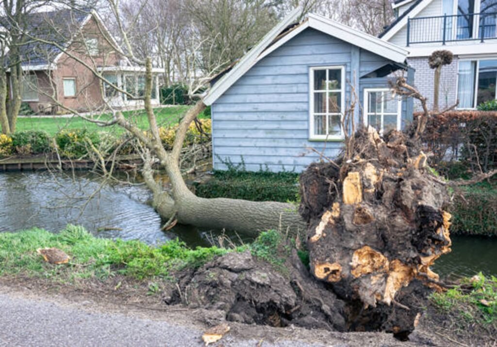 Large uprooted tree lying beside a residential property after severe storm damage, requiring professional cleanup in Arnold, MO.