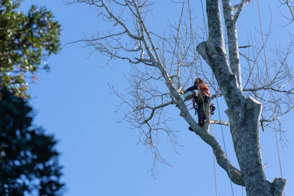 Professional arborist safely removing a large tree using climbing equipment during a residential tree removal project in Arnold, MO.