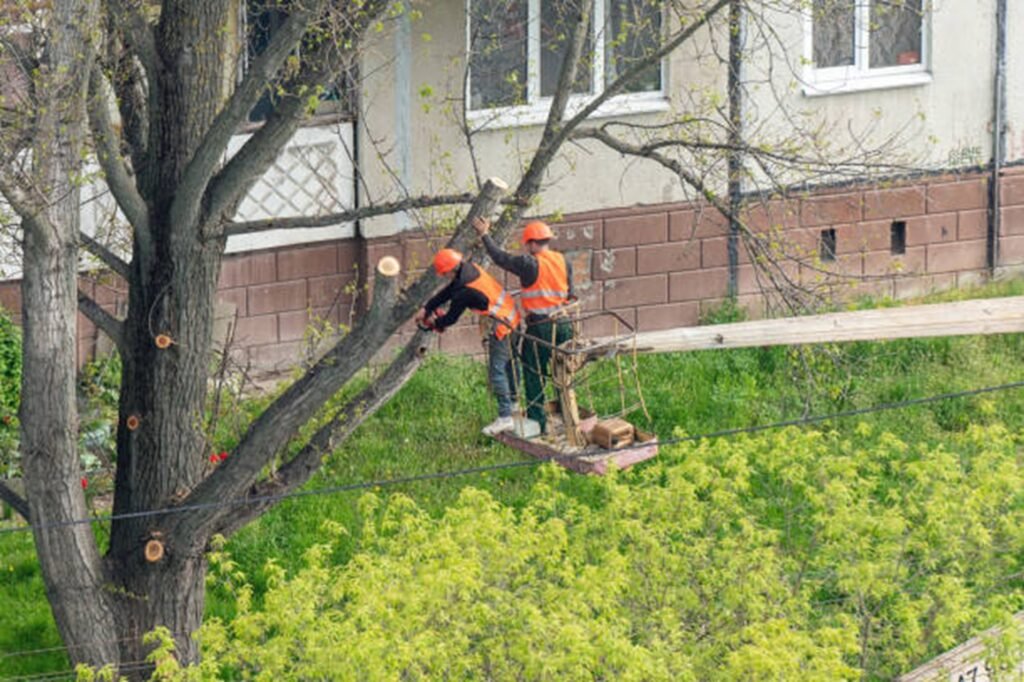 Professional tree trimming crew using an aerial lift to prune large tree branches at a residential property in Arnold, MO.